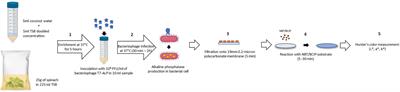 Application of Engineered Bacteriophage T7 in the Detection of Bacteria in Food Matrices